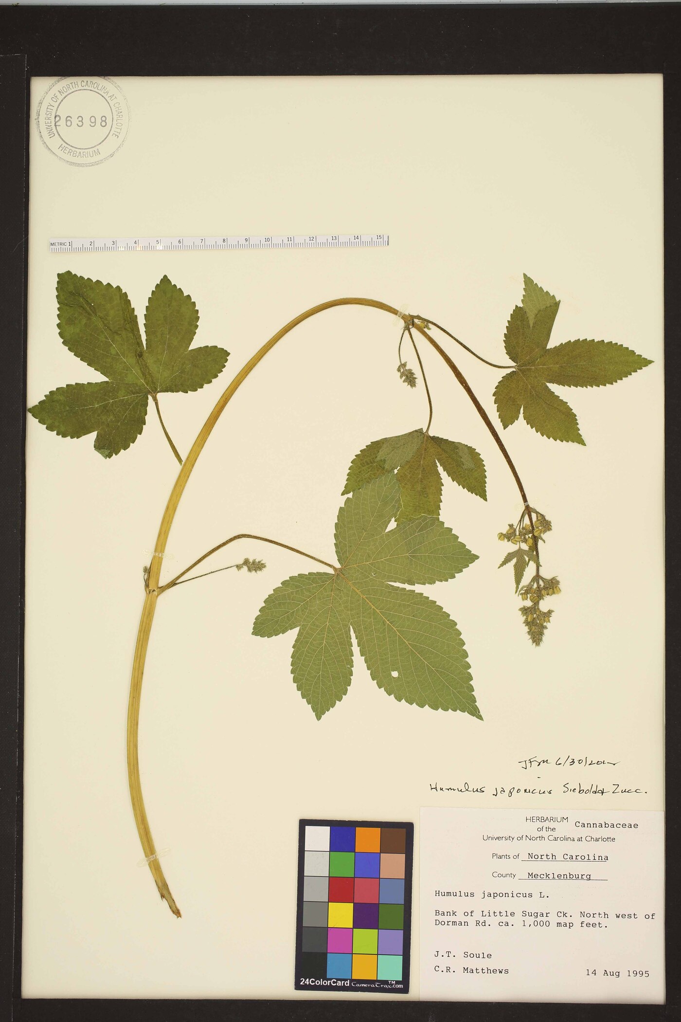 Humulus scandens image