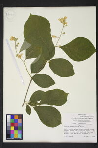 Styrax grandifolius image