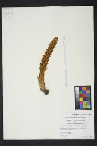 Conopholis americana image