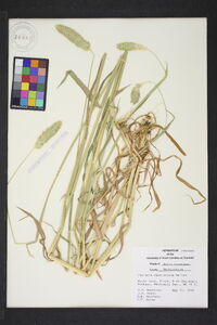 Phalaris caroliniana image