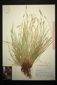 Carex bromoides subsp. montana image