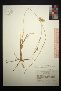 Carex bullata image