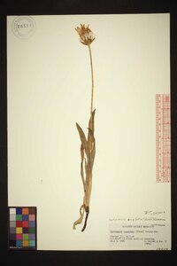 Nothocalais cuspidata image