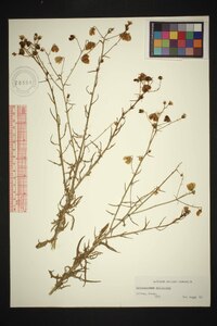 Image of Osteospermum vaillantii