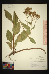 Parthenium integrifolium var. integrifolium image