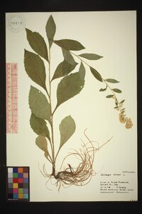 Solidago bicolor image