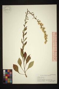 Solidago bicolor image