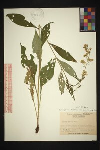 Solidago vaseyi image