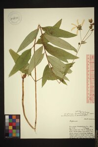 Silphium asteriscus var. trifoliatum image