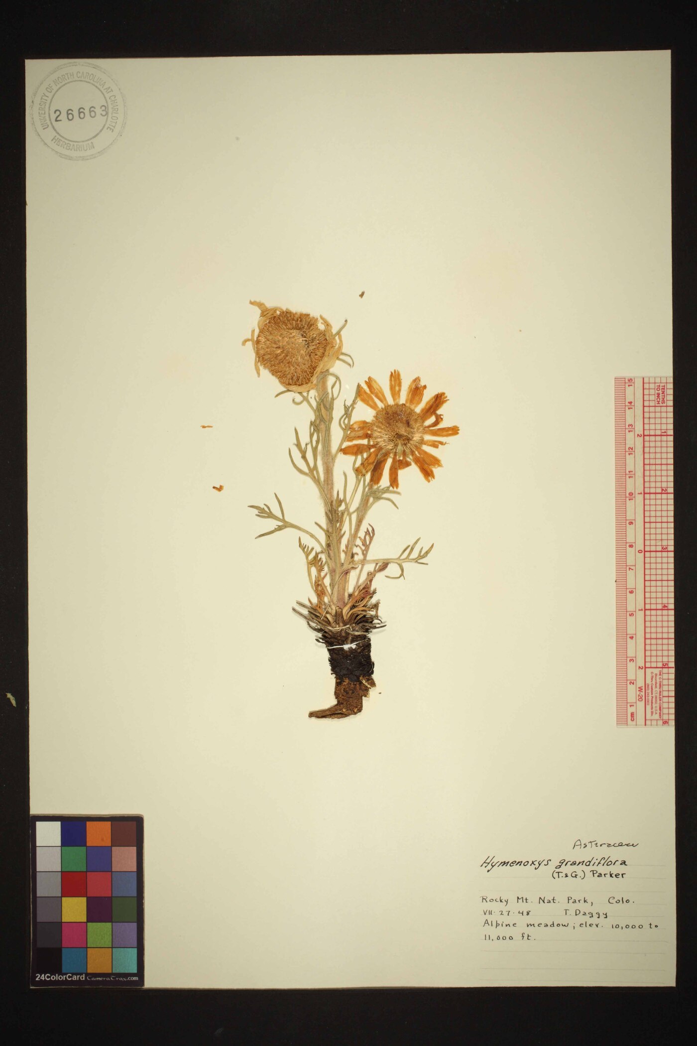 Hymenoxys grandiflora image