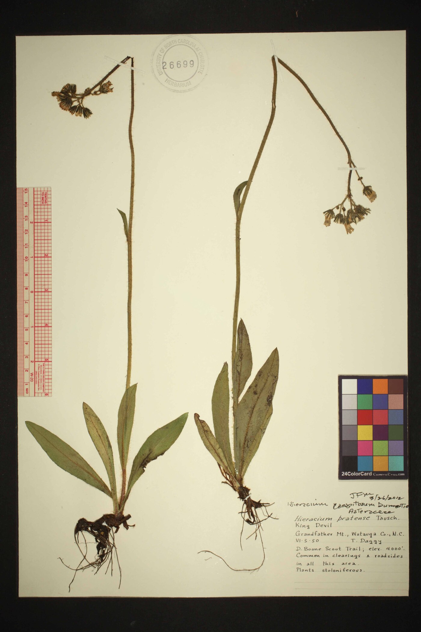 Pilosella caespitosa image