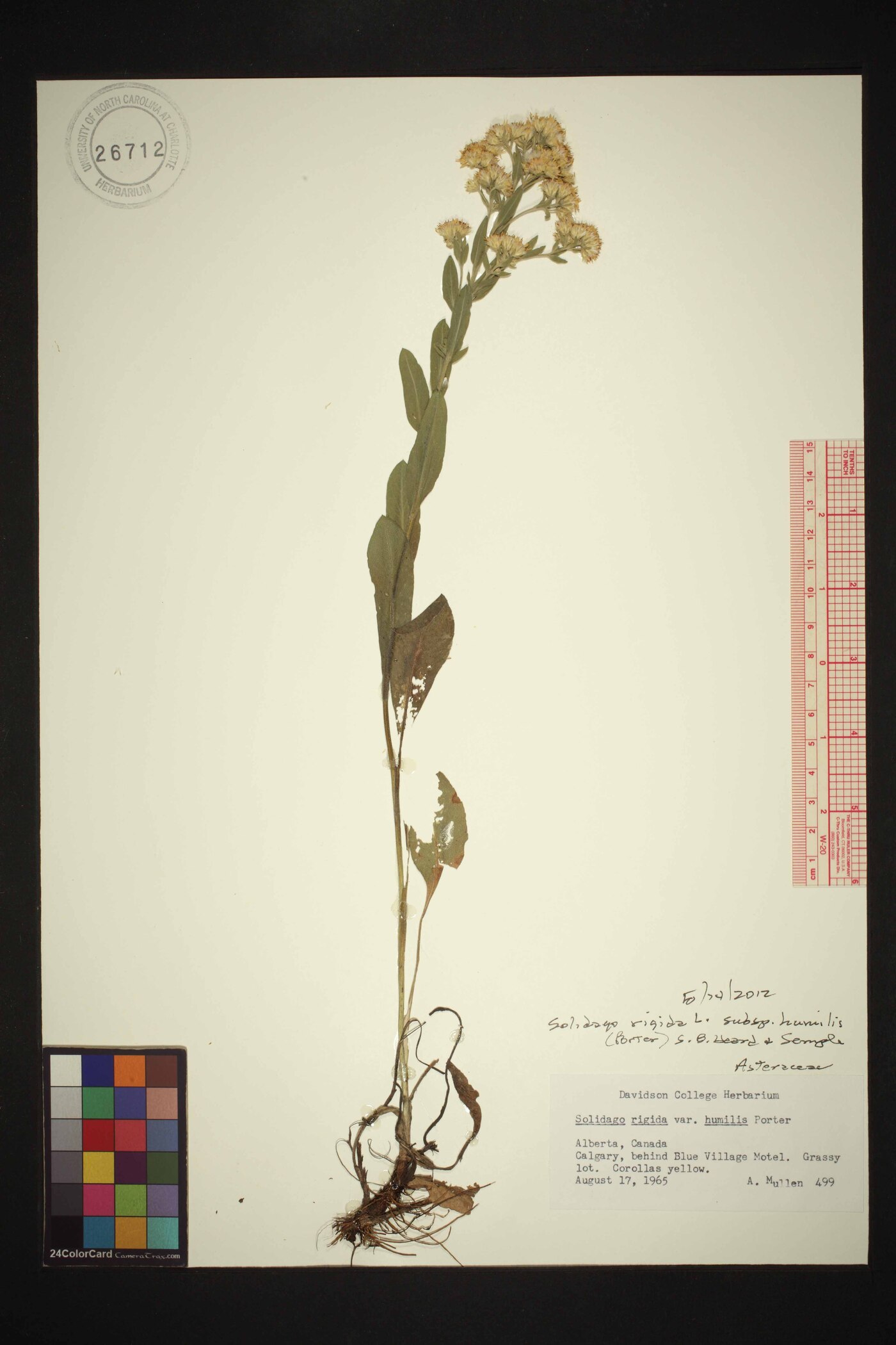 Solidago canescens image