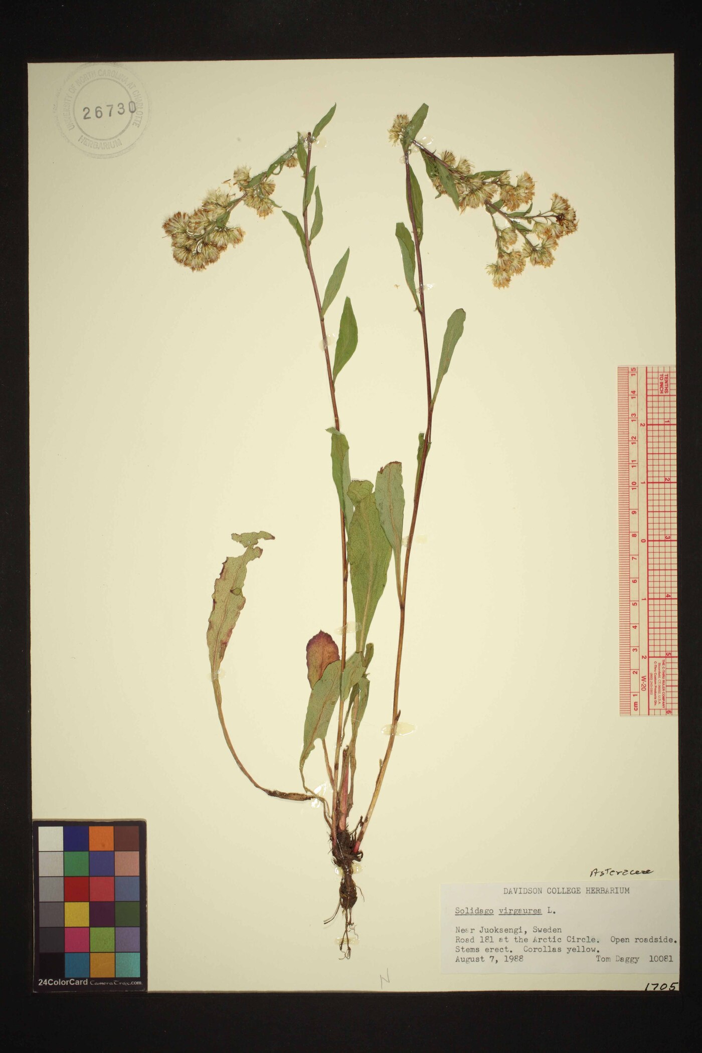 Solidago virgaurea image