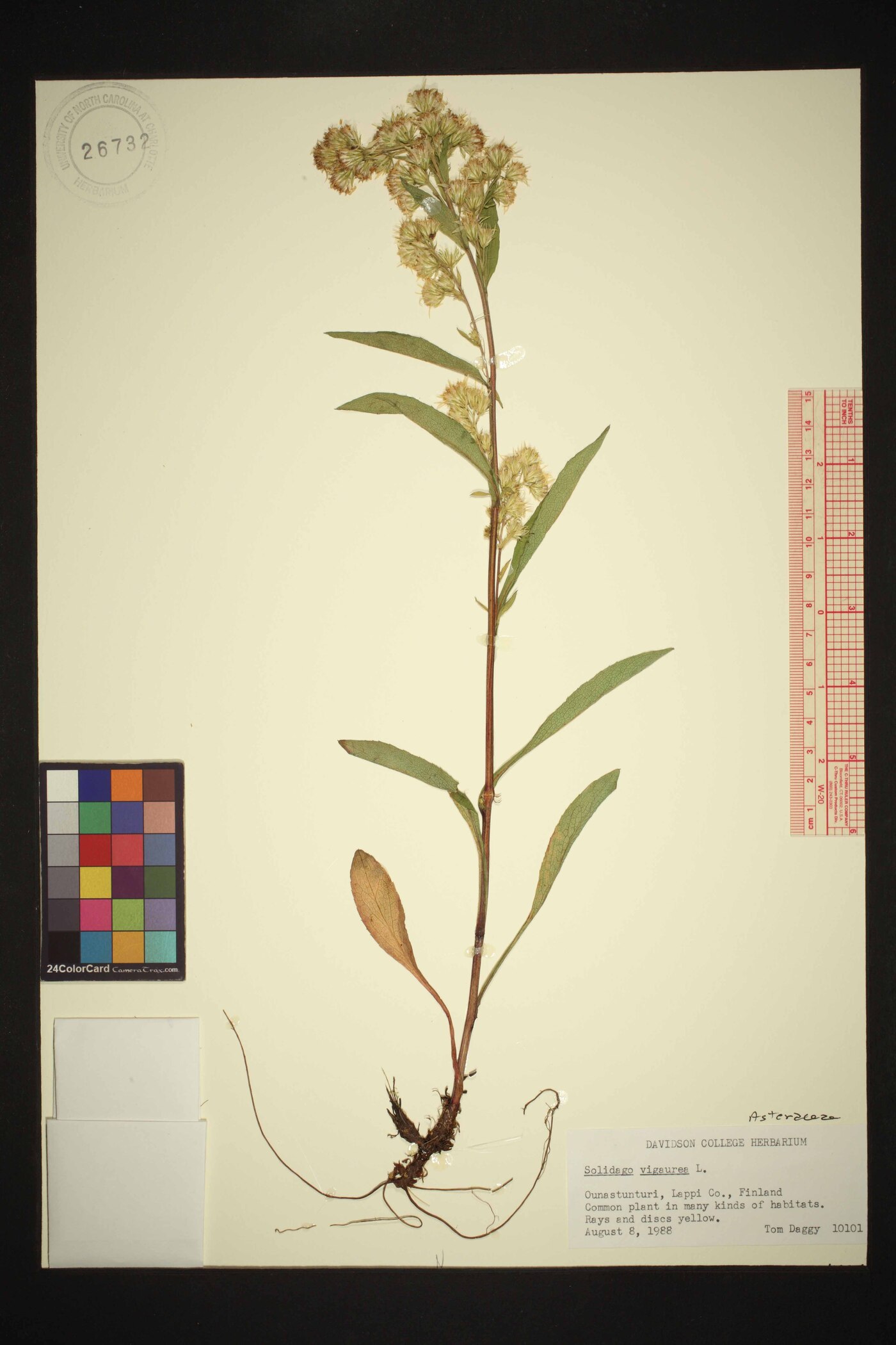 Solidago virgaurea image