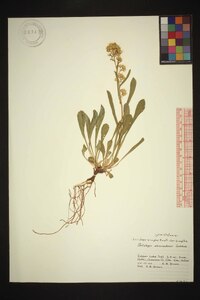 Solidago simplex var. simplex image