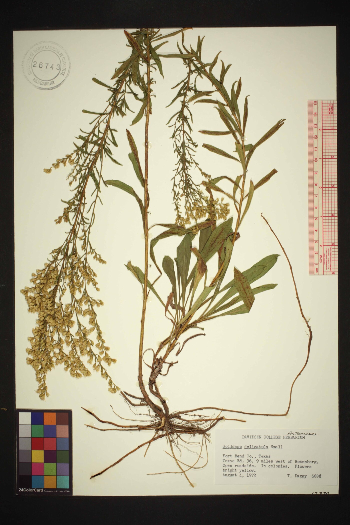 Solidago delicatula image