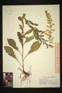 Solidago erecta image