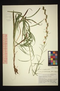 Liatris virgata image