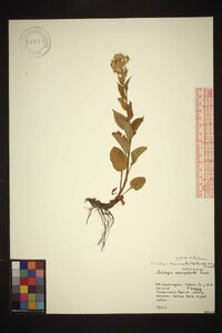 Solidago macrophylla image