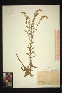 Solidago nemoralis var. nemoralis image