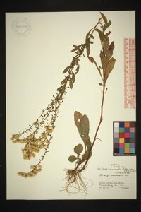 Solidago nemoralis var. nemoralis image