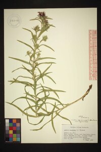 Liatris squarrosa var. squarrosa image