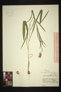 Liatris squarrosa image