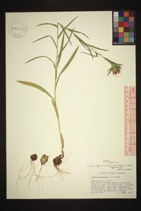 Liatris squarrosa image