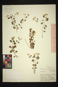 Laphamia angustifolia image