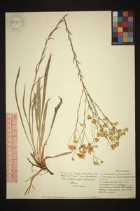 Pityopsis aspera var. adenolepis image