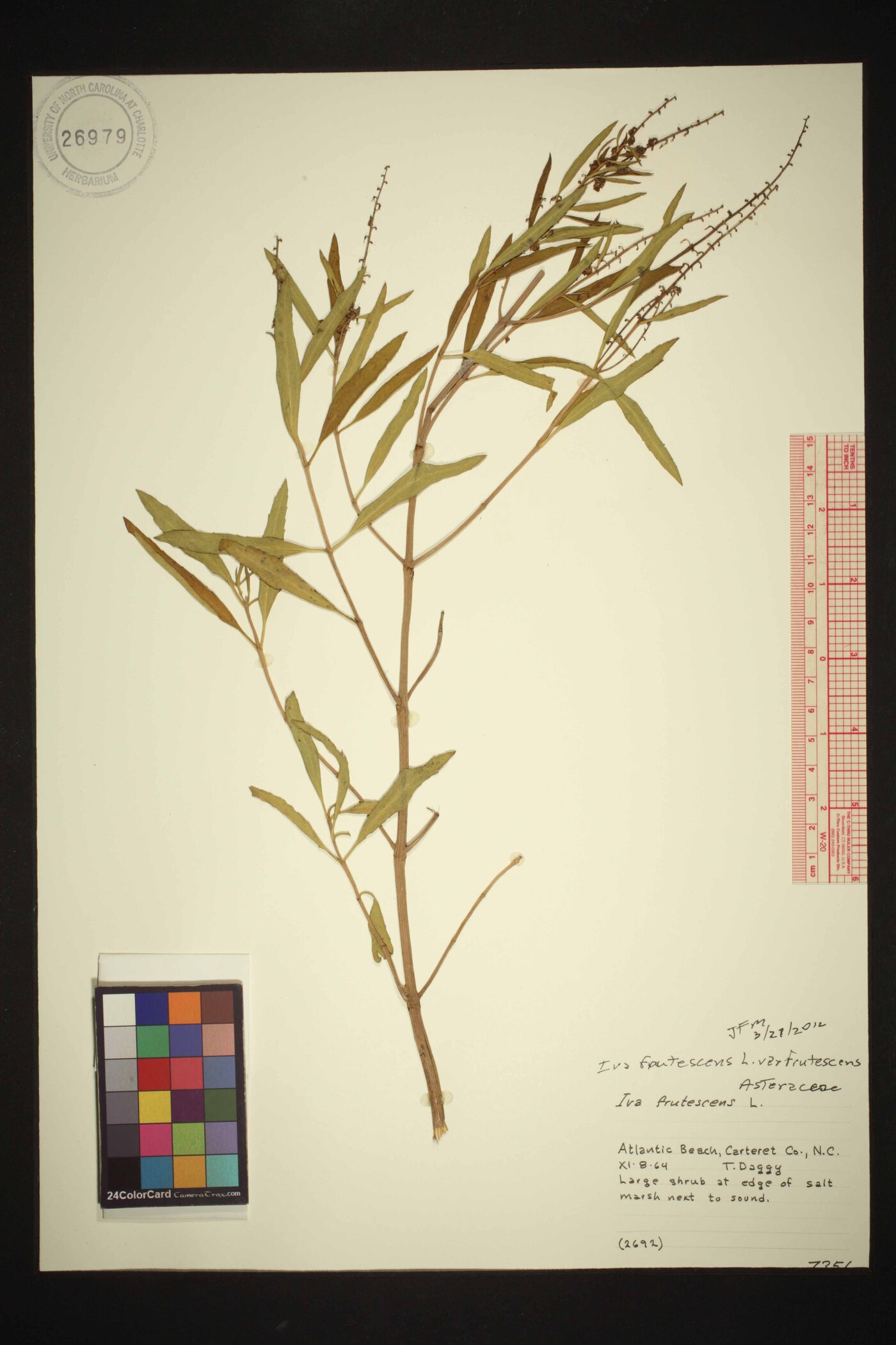 Iva frutescens var. frutescens image