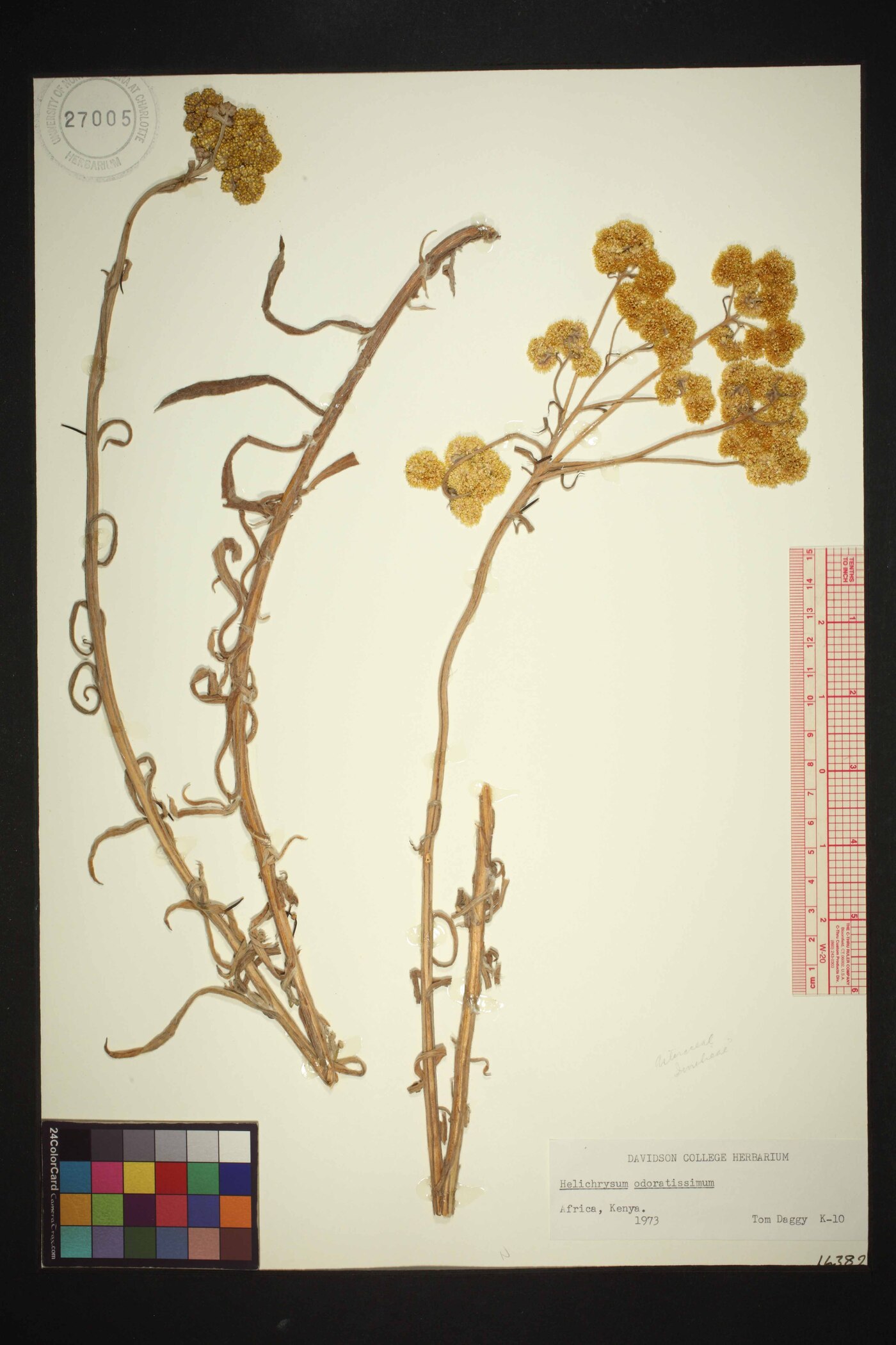 Helichrysum odoratissimum image