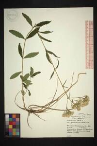 Eupatorium album image