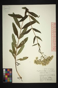 Eupatorium album image