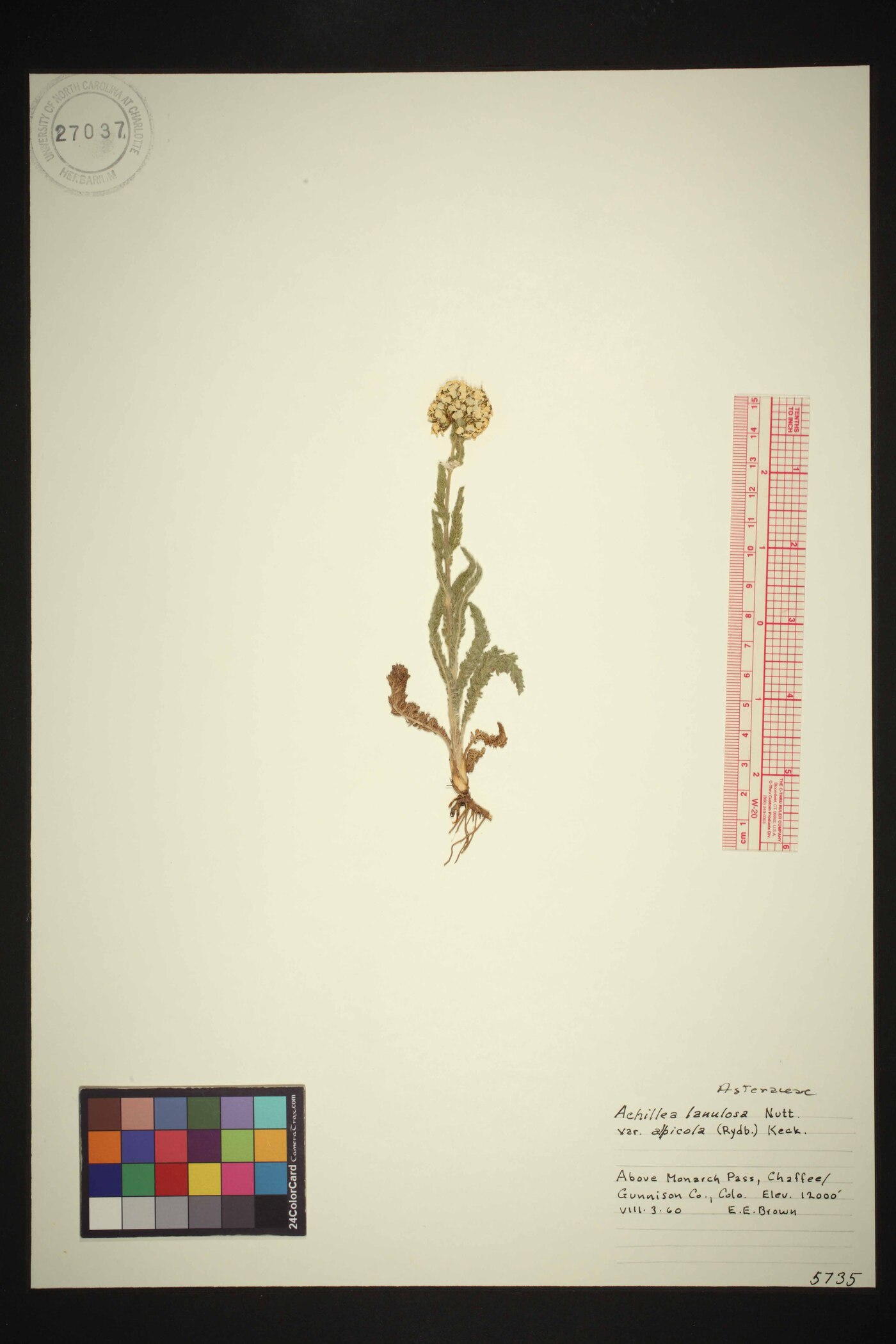 Achillea millefolium subsp. millefolium image