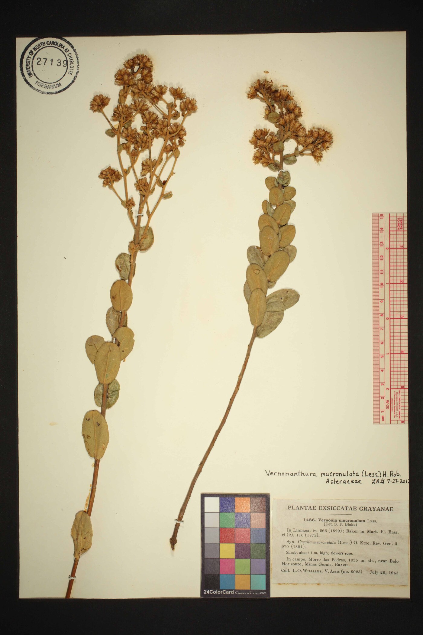 Vernonanthura mucronulata image