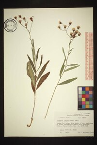 Vernonia texana image