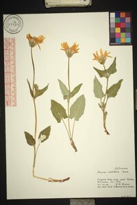 Arnica cordifolia image