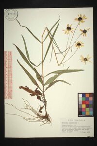 Helianthus angustifolius image