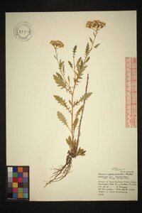 Senecio eremophilus image