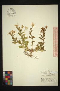 Senecio fremontii image