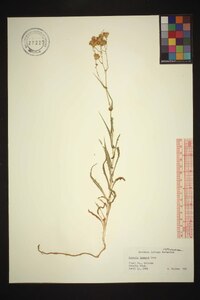 Senecio lemmonii image