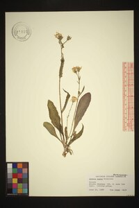 Senecio lugens image