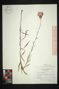 Cirsium virginianum image