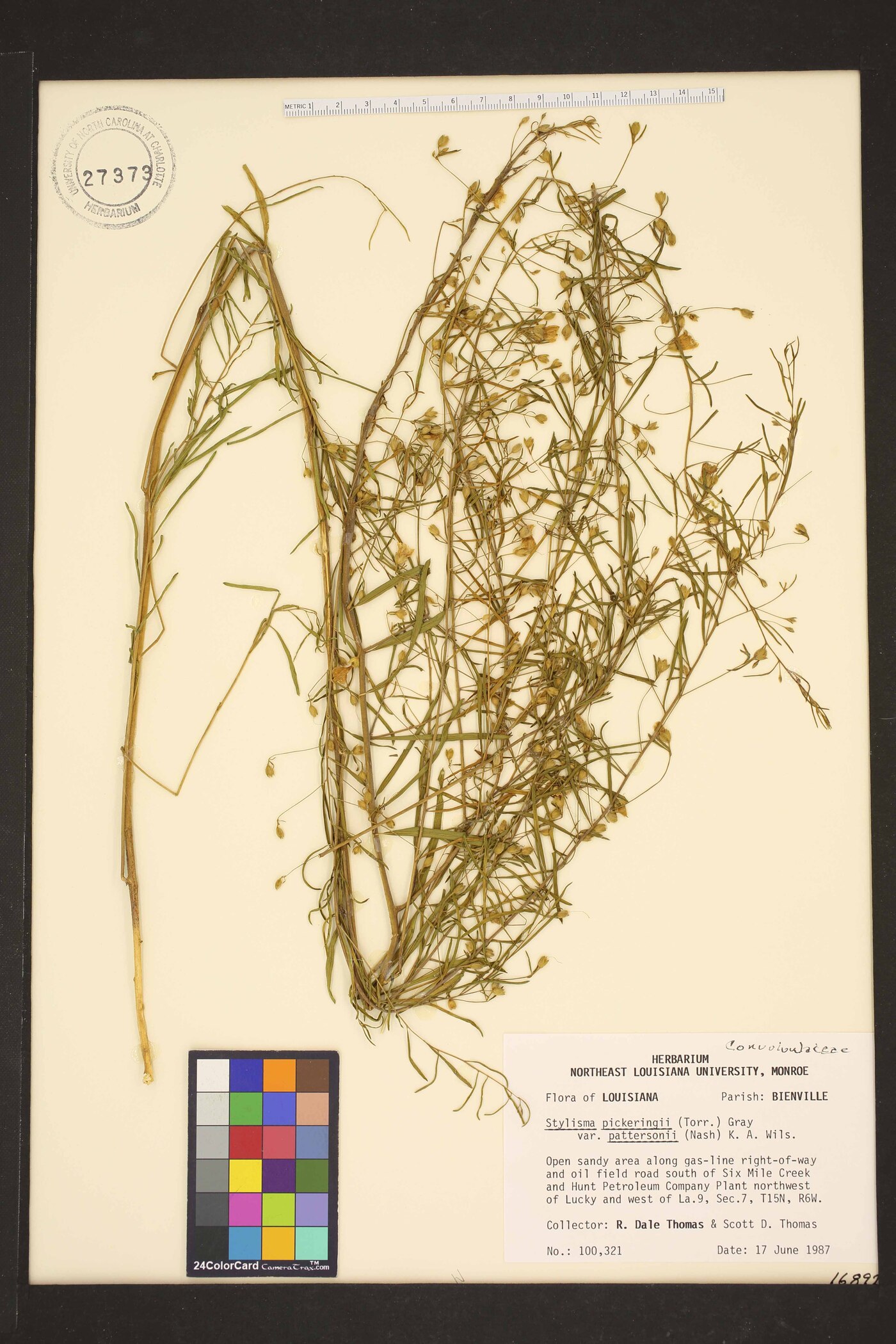 Stylisma pickeringii image