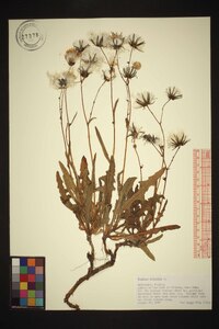 Sonchus arvensis image