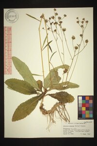 Vernonia acaulis image