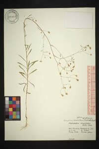 Croptilon divaricatum image