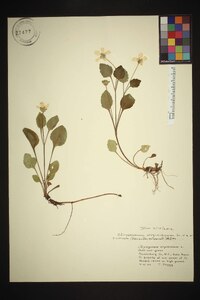 Chrysogonum repens image