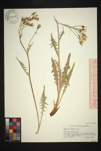 Crepis intermedia image